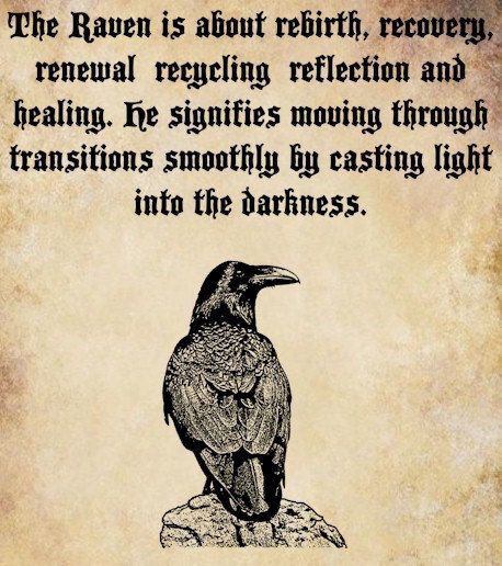 the raven is about retrieving, recovery, renewal, regilizing, reflection and healing the spirits moving through transitions smoothly by casting light into the darkness