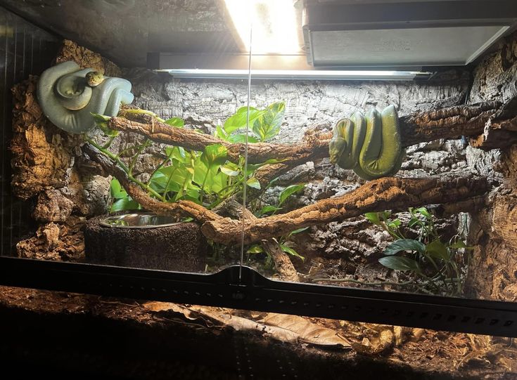 an aquarium filled with lots of plants and rocks