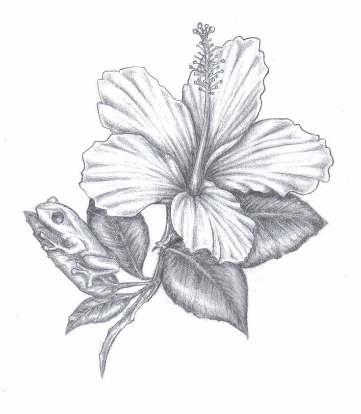 a pencil drawing of a flower with leaves