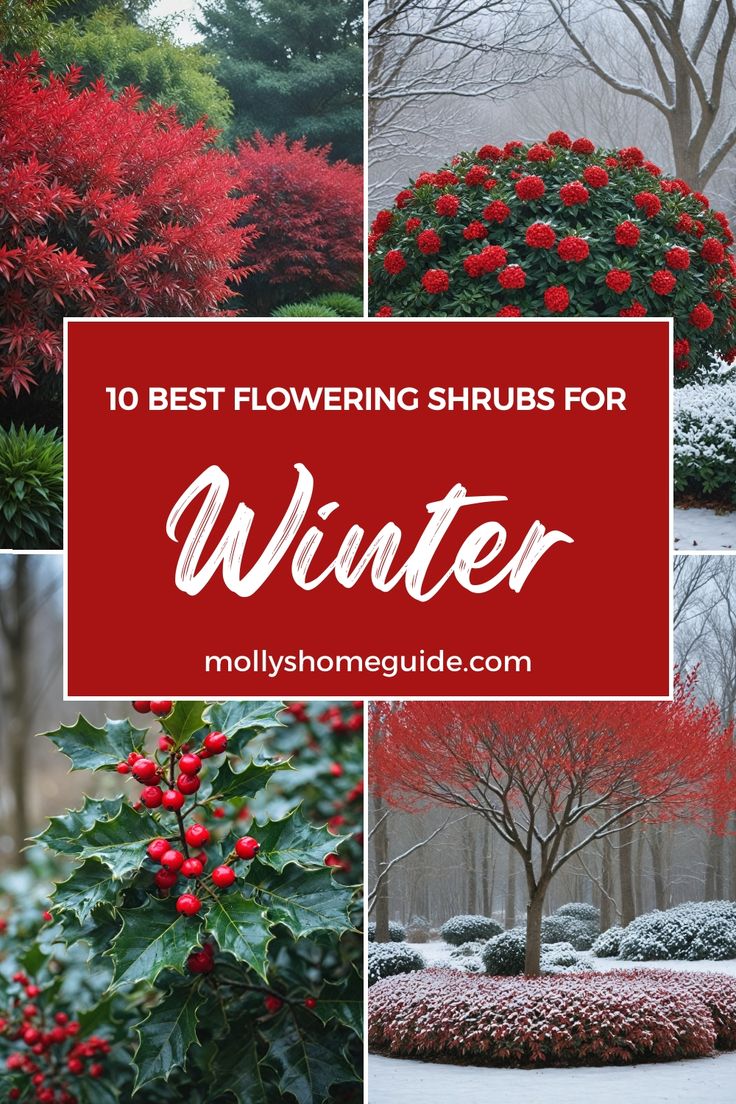 the top 10 best flowering shrubs for winter and how to use them in your yard