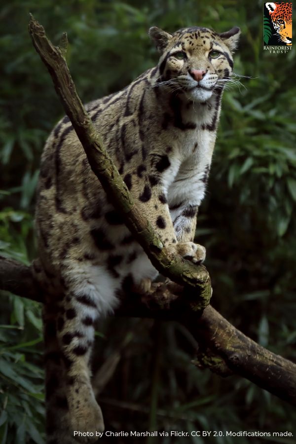 a snow leopard standing on top of a tree branch in front of some leaves and trees