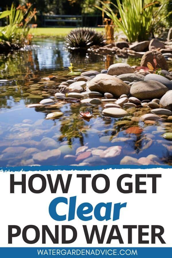 how to get clear pond water in your garden or yard with the help of an expert gardener