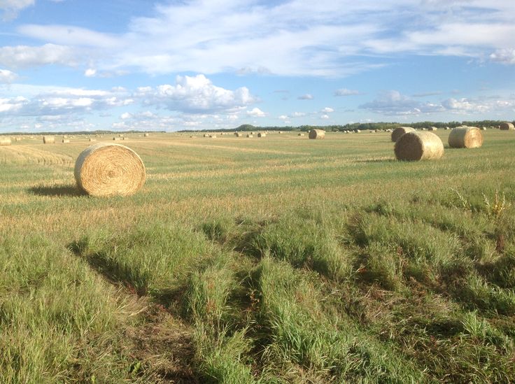 hay bales in a field with blue sky and clouds