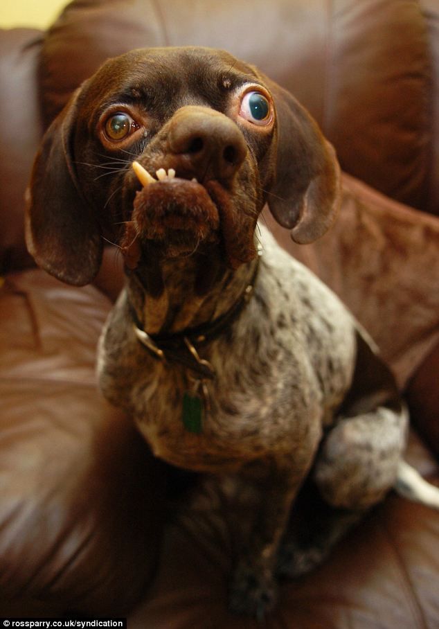 a dog sitting on top of a brown couch with its mouth open and tongue out