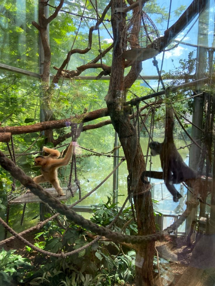 two monkeys in a tree house at the zoo