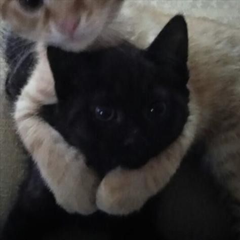 an orange cat is sitting on top of a black cat that is cuddling it's neck