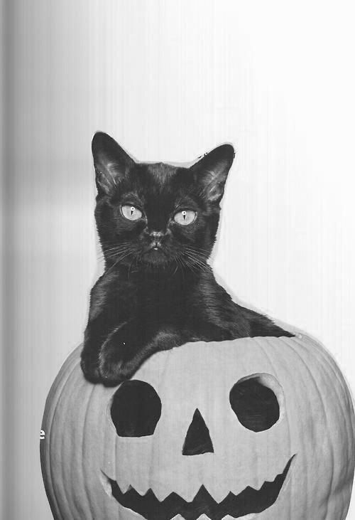 a black cat sitting on top of a pumpkin