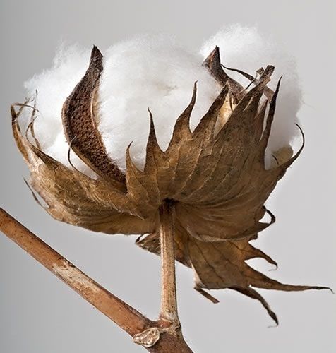 a dried plant with white cotton on it