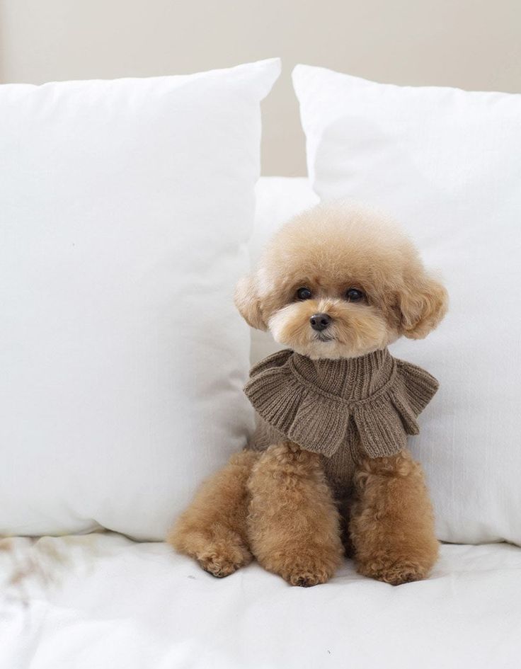 a small brown dog sitting on top of a white pillow