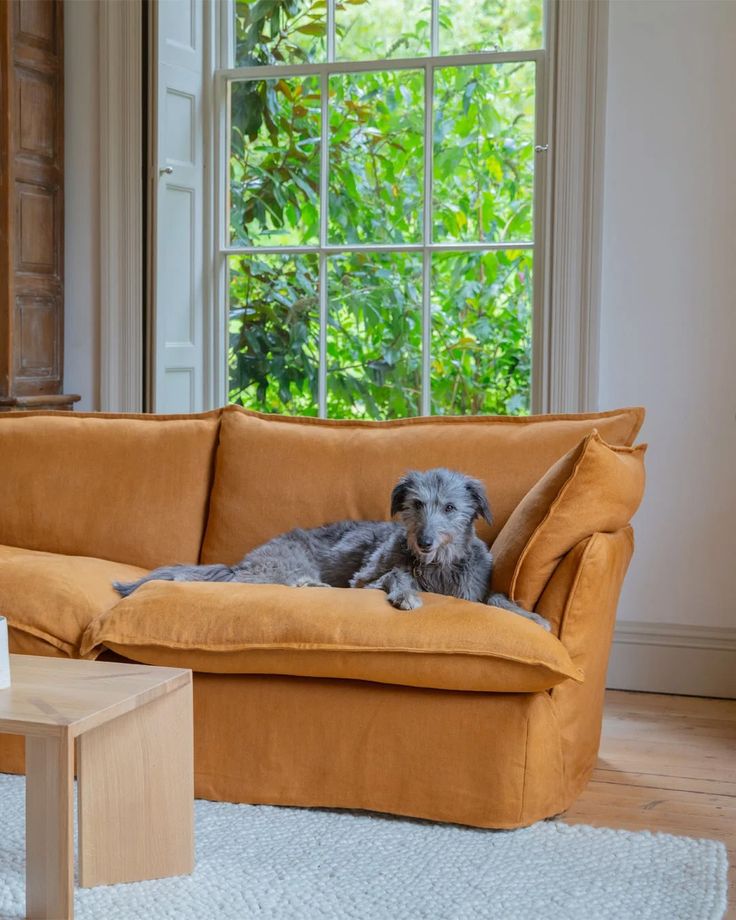 a dog laying on top of a yellow couch in front of a large open window