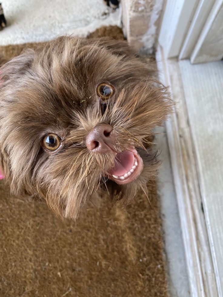 a small brown dog standing on top of a carpeted floor next to a door