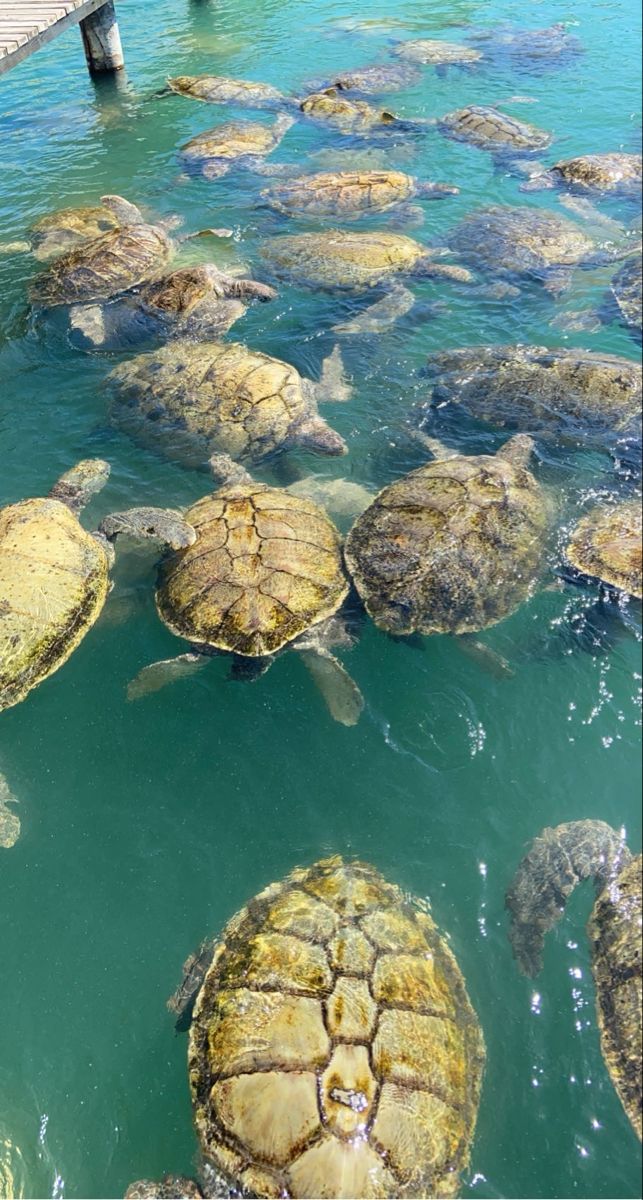 several turtles swimming in the water near a dock