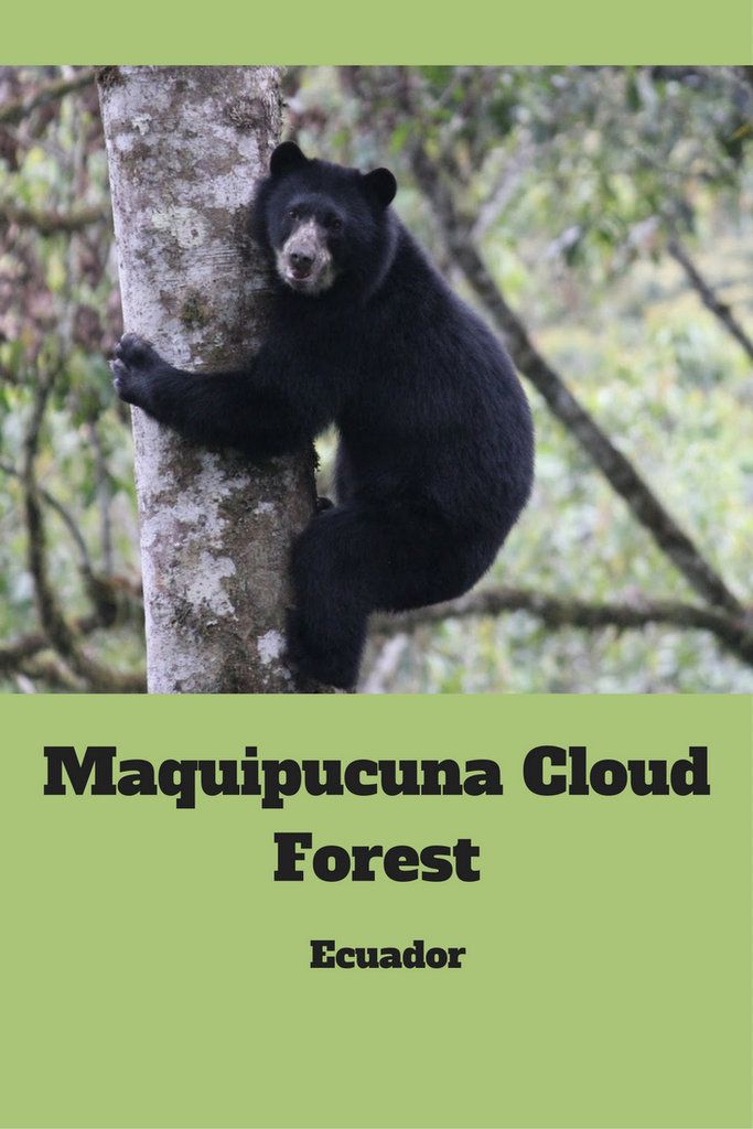 a black bear climbing up the side of a tree with text overlay reading maquipuucana cloud forest