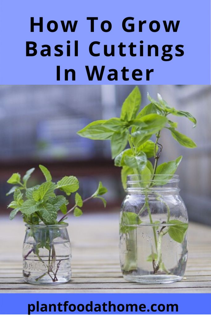 two mason jars with plants growing in them and text overlay how to grow basil cuttings in water