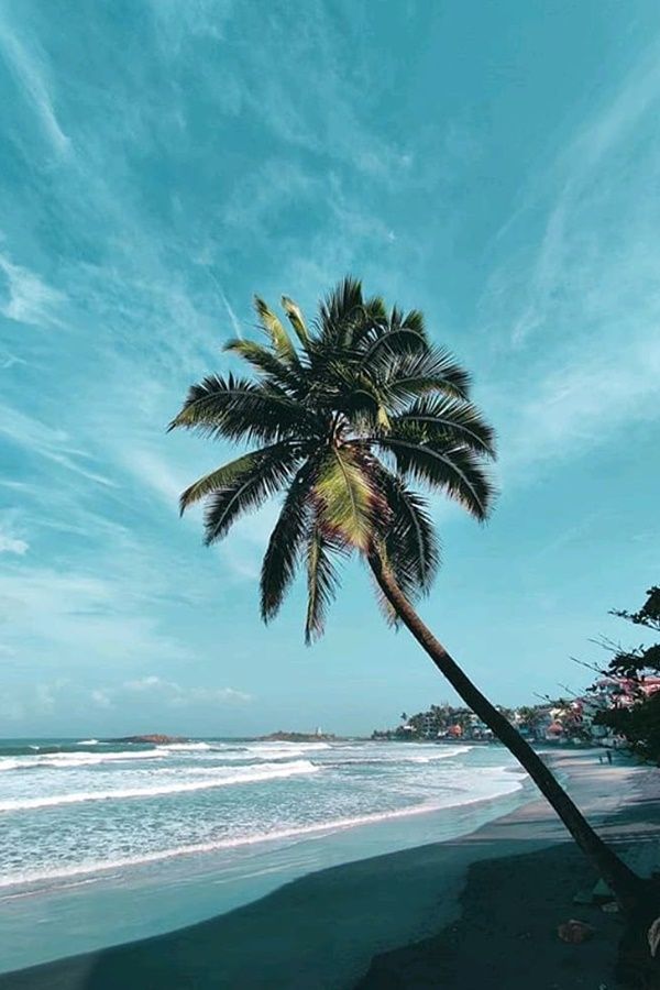 a palm tree on the beach under a blue sky