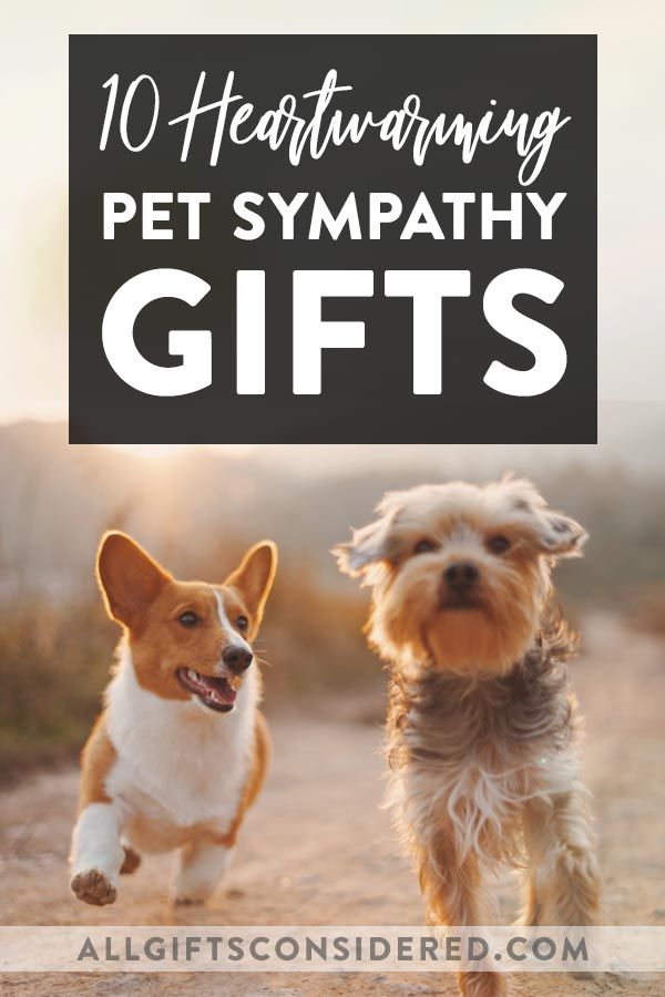 two dogs running down a dirt road with the words 10 heartwaring pet sympathy gifts