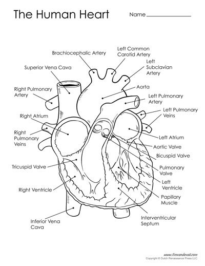 the human heart with labels on it