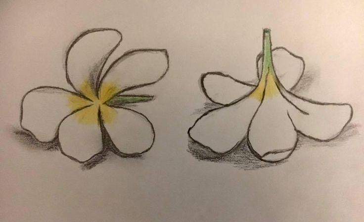 two white flowers with yellow centers are drawn in pencil on a piece of sheet paper