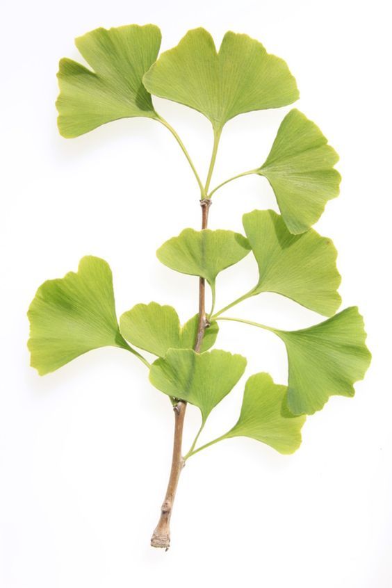 a plant with green leaves on a white background stock photo - 957982