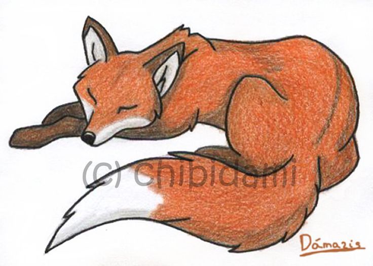 a drawing of a red fox sleeping with its head on the tail of another animal