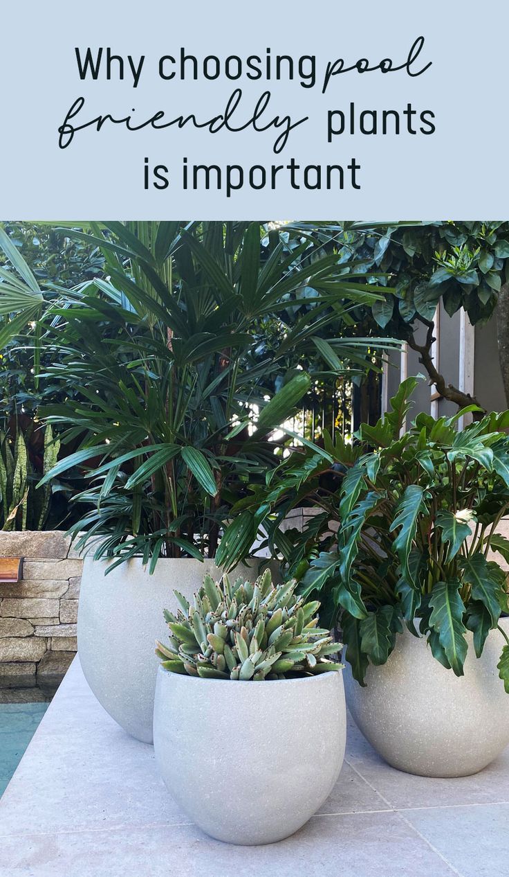 three large white planters sitting on top of a table next to a swimming pool