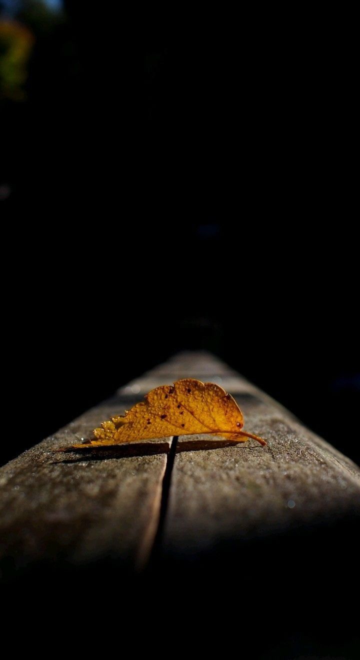 a single leaf laying on top of a wooden bench