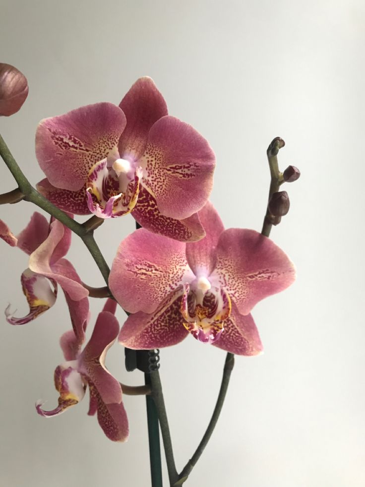 two pink orchids in a glass vase on a white table top with the stems still attached