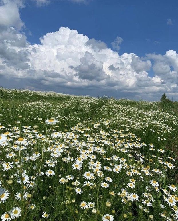 a field full of white and yellow flowers under a cloudy blue sky