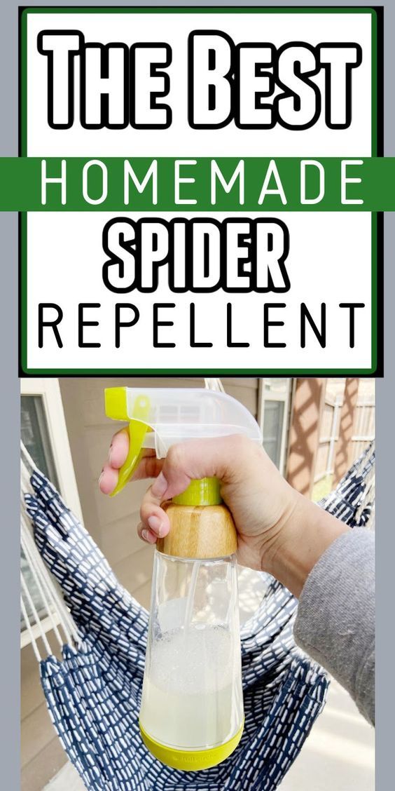 the best homemade spider repellent recipe