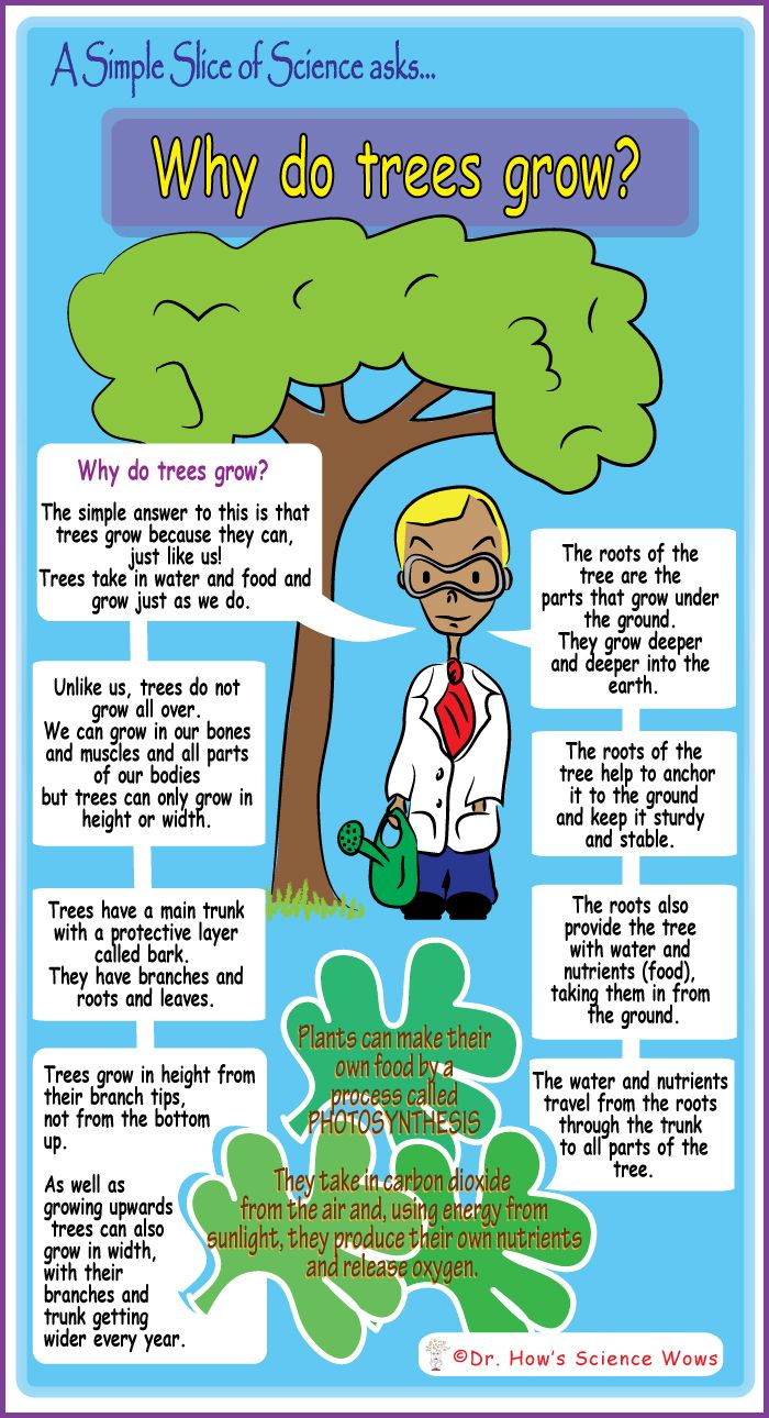 a poster with the words why do trees grow?