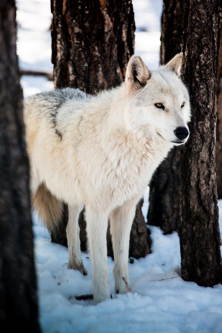 a white wolf standing in the snow between two trees