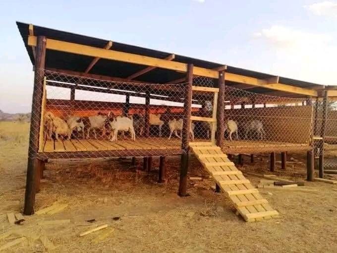 several goats are walking around in an enclosed area with a wooden platform and metal railing