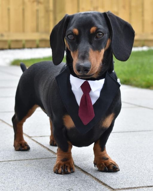 a black and brown dog wearing a suit with a red tie on it's neck