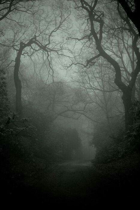 an empty road surrounded by trees on a foggy night