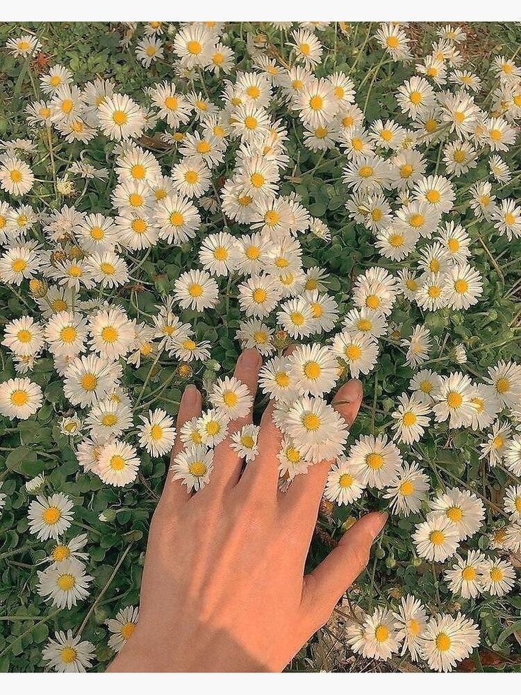 a person's hand reaching for daisies in the middle of a flower field