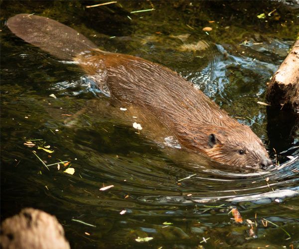 two beavers are swimming in the water next to some logs