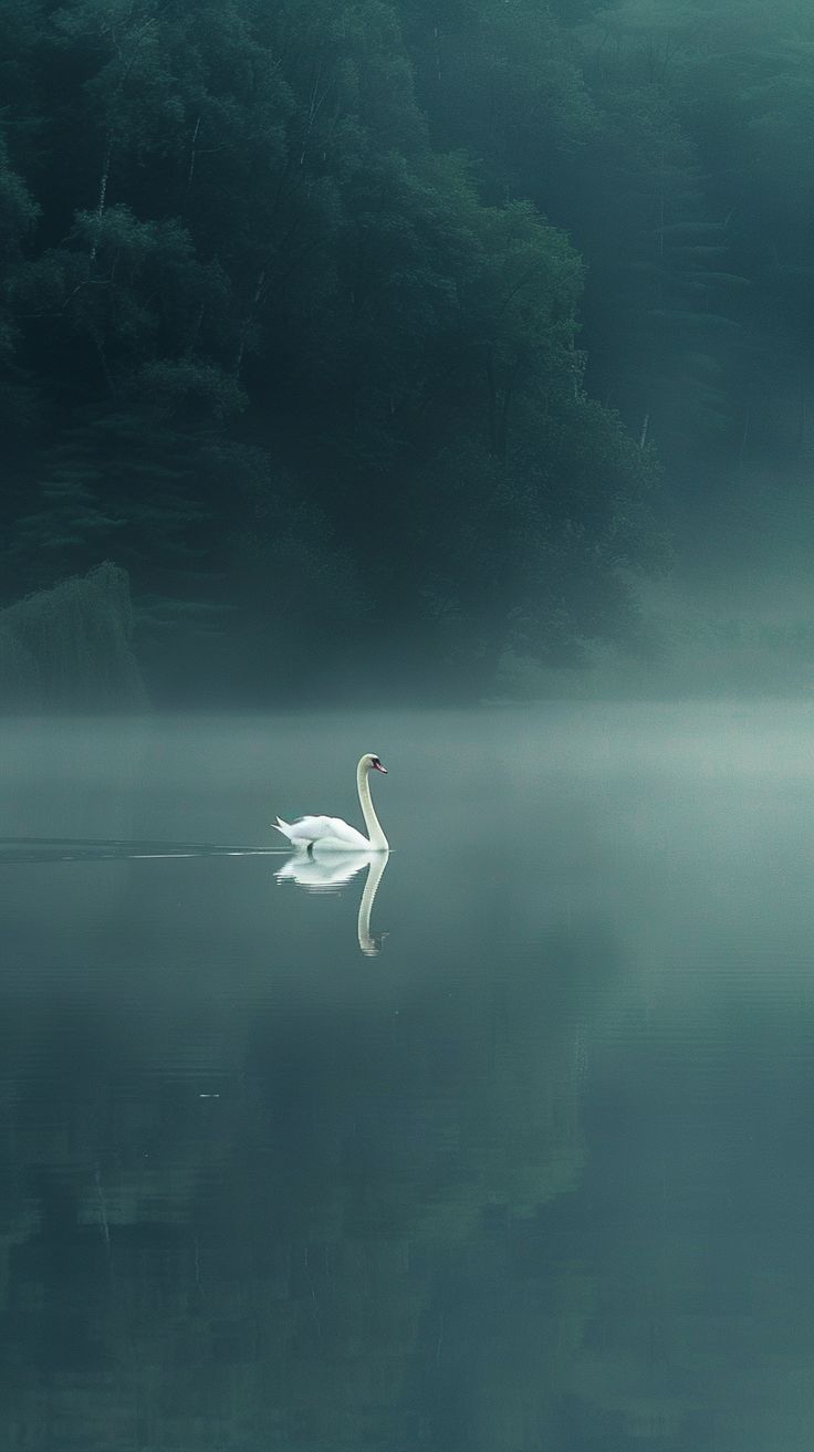 #GracefulSwan #MistyLake #NaturePhotography #9:16AspectRatio #TheCandie Misty Lake Painting, Be Like Water, Swan Aesthetic, Swan Wallpaper, Misty Lake, Iphone Wallpaper Hd Original, Swan Love, Inspirational Digital Art, Serene Environment