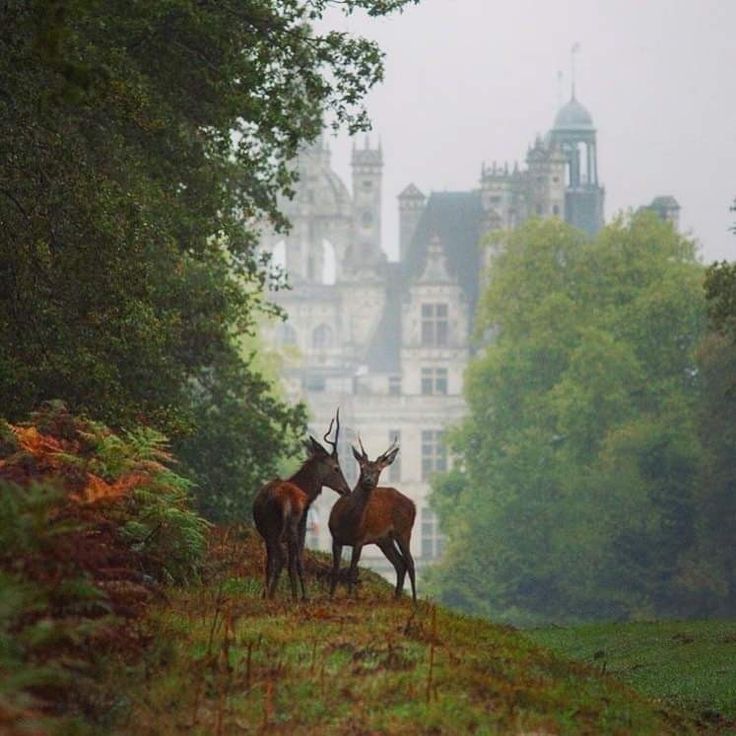 two deer standing next to each other on a lush green hillside in front of a castle