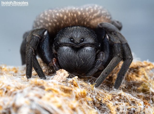 a close up of a black spider on top of some dead grass and looking at the camera