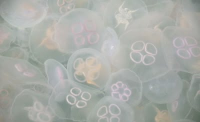 many jellyfish with pink and white designs on their body are floating in the water