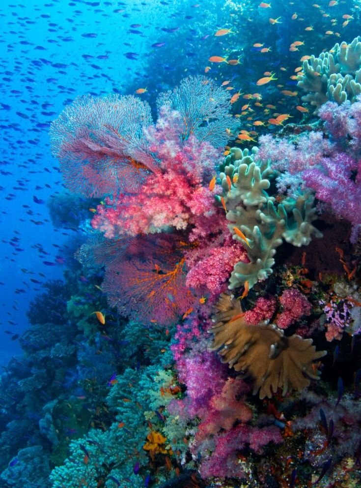 colorful corals and fish in the blue water