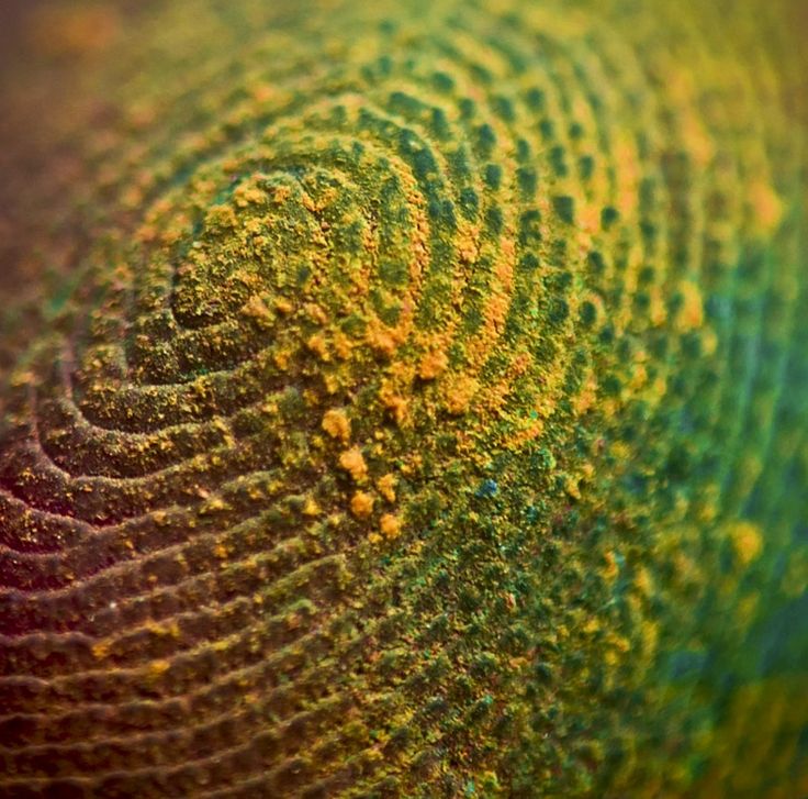 an image of a fingerprint that looks like it has been painted green and yellow