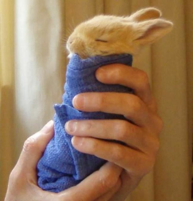 a person holding a small animal wrapped in a towel