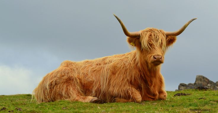 an animal that is laying down in the grass with long horns on it's head