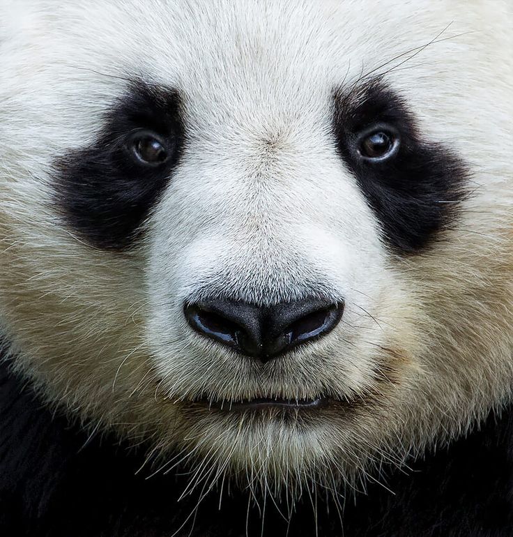 a panda bear is looking at the camera