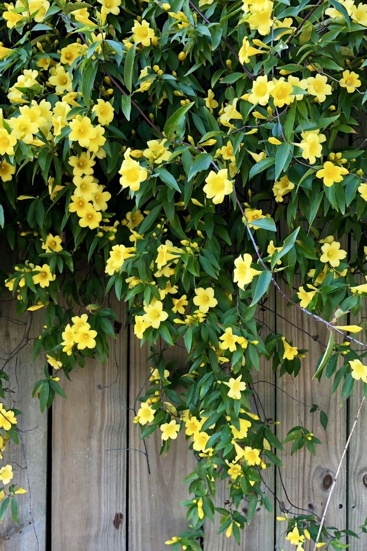 yellow flowers growing on the side of a wooden fence