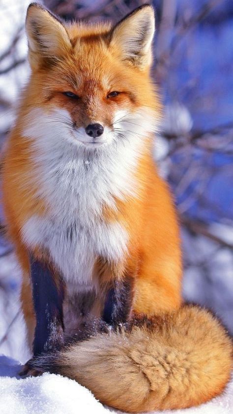 a red fox sitting on top of snow covered ground