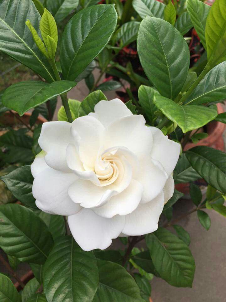 a white flower with green leaves around it