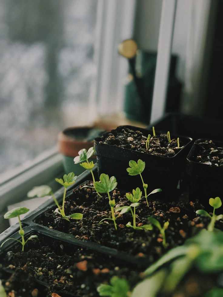 small plants are growing in the window sill