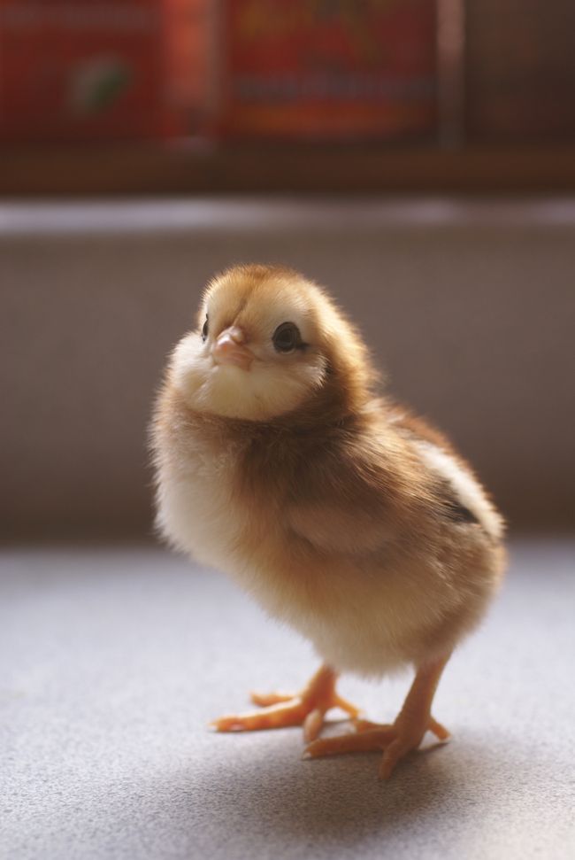 a small brown and white chicken sitting on top of a floor next to a window